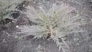 Садовый центр Агро24 | Можжевельник казацкий Tamariscifolia