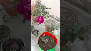 Aaj mene ek marte hue ki jaan bachai ✨ Day 11/365 daily vlogging challenge