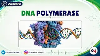6. DNA Polymerase 🧬⚡ | Types, Functions & Proofreading | High-Yield USMLE Step 1