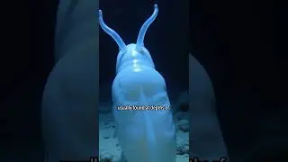 Meet the Sea Pig- The Strangest Creature Of Deep Sea!# HM Channel