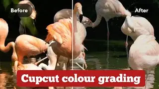 CapCut Color Grading Tutorial Bangla | মোবাইল ও ল্যাপটপে সিনেমেটিক লুক