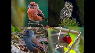 North Bengal Birding #4