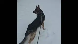 Sable german shepherd! #shorts