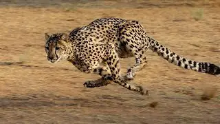 (Cheetah simulator gameplay) crocodile hunt and lions 🦁🐊