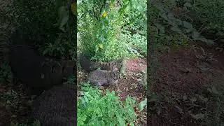 S&iacute;tio Cheiro do Mato