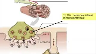 Lecture 10.1 Bone function; Calcium regulation
