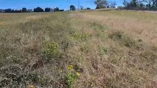 First Year pollinator Mix tidbits