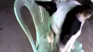 Ang gulo ng aso kong si trixie sa earth
