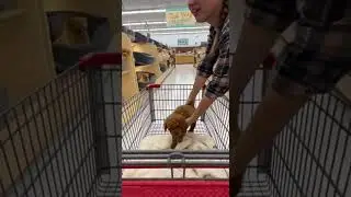 Tail Wag Market Watch This Adorable Puppy Play Fetch #dogshorts #puppy #cute
