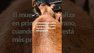 &iquest;C&oacute;mo se estudia? Mosca de los cuernos (Haematobia irritans)