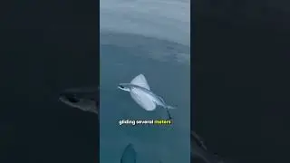 Can Fish Really Fly? Meet the Amazing Flying Fish!