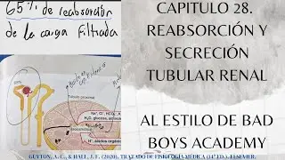 CAPITULO 28. REABSORCI&Oacute;N Y SECRECI&Oacute;N TUBULAR RENAL