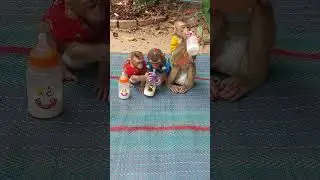 Three Adorable Sit Silently Look Mom Mixed Milk For Them #cute #cuteanimals #shots