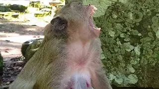 Wow Wow!! Spoil Sweet Pea Cry Call Mom Popeye Take care, but Popeye  Angry Supper Screaming.
