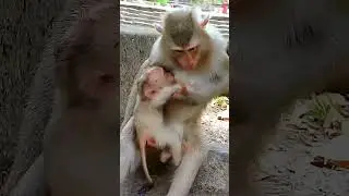 super funny! cutis and baby monkey distract
