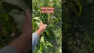 MILO FOOD PLOT #deerhunt #foodplots #shorts