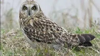 Asio flammeus