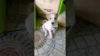 arf arf