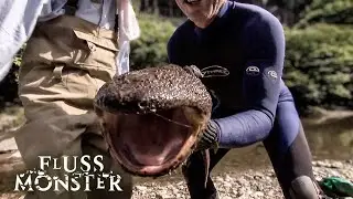 Der japanische Riesensalamander: noch nie zuvor gesehen | S3 E03 | Fluss Monster