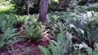 Fern Forest - Vancouver Island