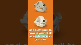 Oral Regional Nerve Blocks: Application and Drug Combinations | VetFolio Voice