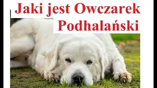 Jaki jest Owczarek Podhalański