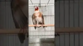 Burung finch