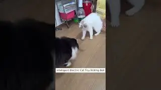 Intelligent Cat Toy: Automatic Rolling Ball Test with My Cats