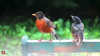 Nesting Instincts of the American Robin
