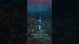 Free diving at Sunlight Ecotourism Island Resort  #palawan  #divephilippines #paradisephilippines