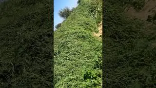 Mustard Farming, Sowing time 15 Oct.- 15 Nov.
