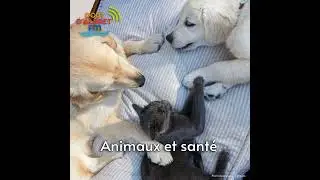 Dr ＞Cladel : Génétique animale