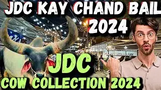 JDC Cow Collection 2025 😍 || SIBI BAILS || WHITE CAMELS || AUSTRALIAN BULLS || CHAND BAILS || #jdc