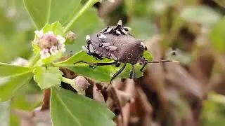 Monster nest found in near river
