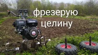 Культивирую землю мотоблоком Угра.