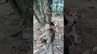 What Happens When a Dog Meets Monkeys? #monkeyvideo #monkeydluffy #monkeysr #monkey #monkeyking