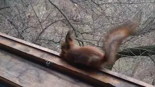 Я был в шоке funny video crazy squirrel airdrop bounty blockchain info cryptocurrency news exchenge
