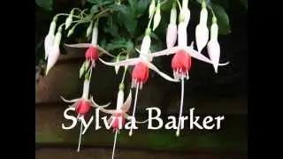 Fuchsia plants we have grown and shown a slide show collection