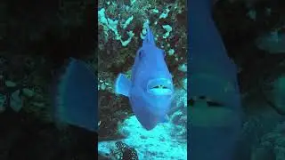 Спинорог/Redtoothed triggerfish