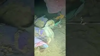 solo dive spearfishing at night for food #swasinexplorer #nightspearfishing #spearfishing