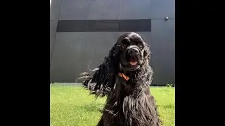 Cocker Spaniel Singing