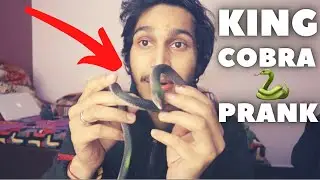 King Cobra🐍SNAKE PRANK Planning on MOM and Rohit😬