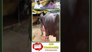 Dairy training today #cow #dairyfarming #andhrafarmers #farming #baffalo  #calfs #murrabuffalo #cb