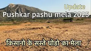 भारत का सबसे बड़ा घोड़ो और ऊँटो का मेला पुष्कर मेला 2025 | pushkar pashu mela 2025 time table update