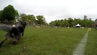 Slow Motion Dog Using Dew Claws