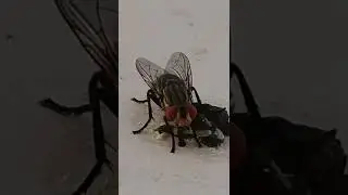 blowfly eating the food
