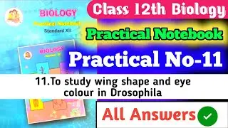 12th Biology Practical Notebook|| 11.To study wing shape and eye colour in Drosophila all Answers ||