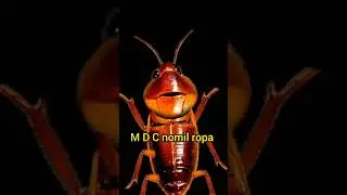 #nature . #cover M. D. C. nomil ropa.