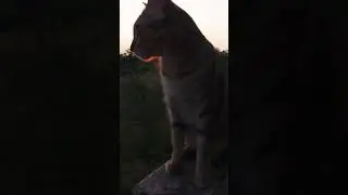 Woow Cute Cat 😻with Awesome Sunset 🌇 in orange & pink color #shorts #cat #viral #subscribe #short