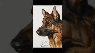 Портрет овчарки #art #drawing #hyperrealism #dog #dogshorts